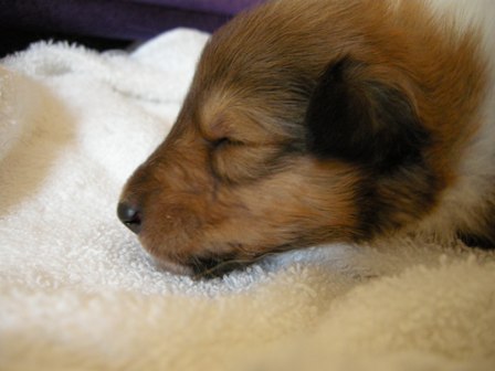 Sable & White Female B - 2+ week old